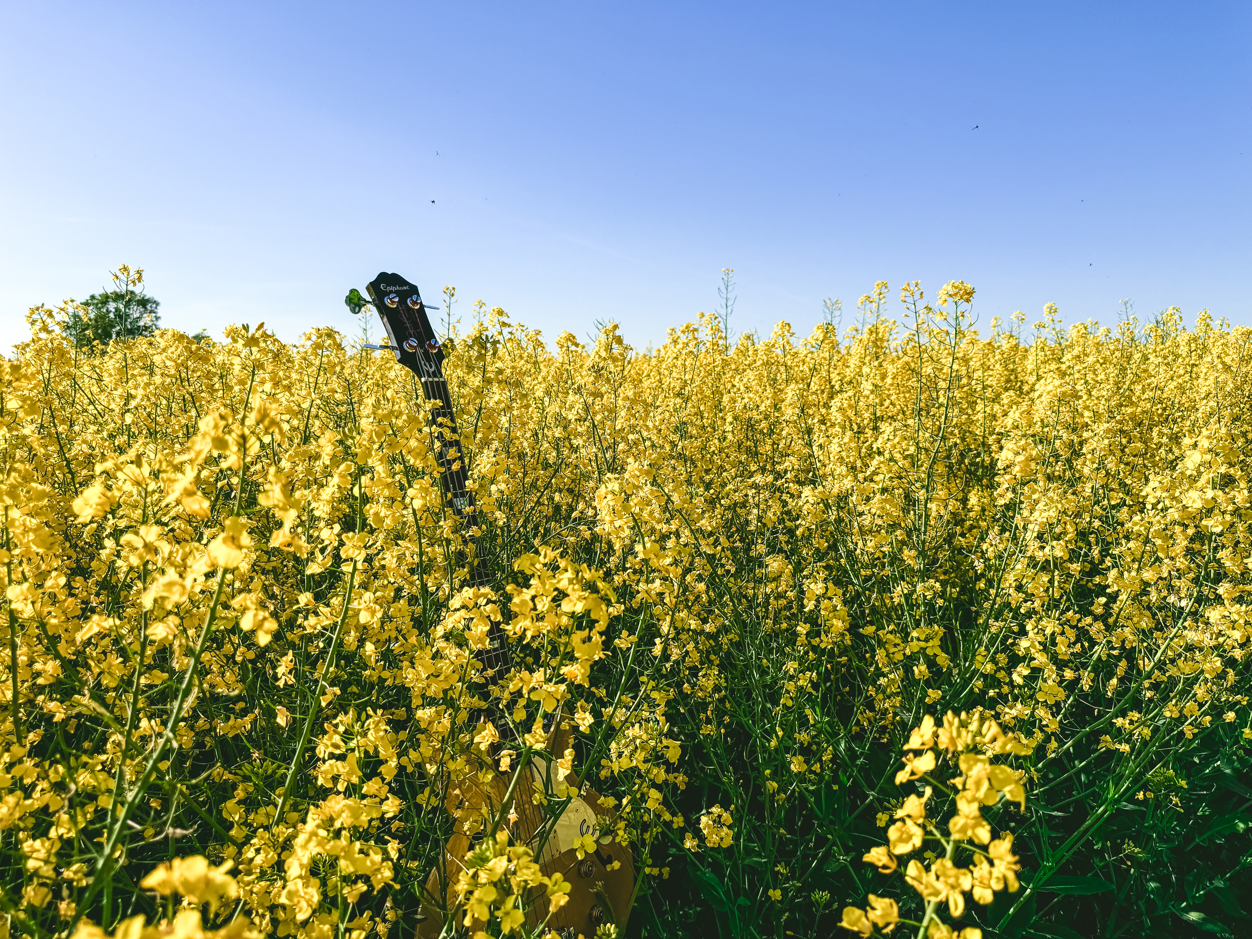 basses-fields-of-gold-rapeseed-20