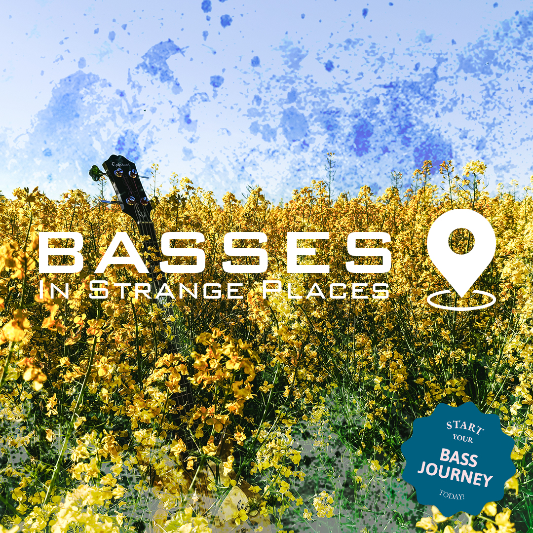 Bass in Fields of Gold Rapeseed